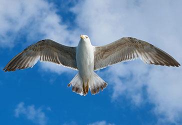 Mouette pleine page